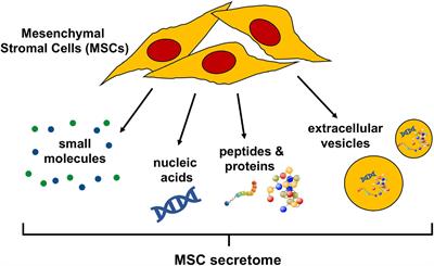 Translational Animal Models Provide Insight Into Mesenchymal Stromal Cell (MSC) Secretome Therapy